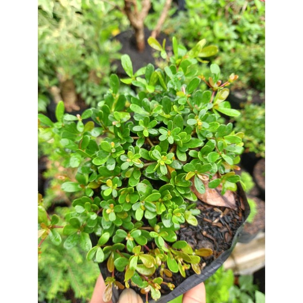 Black olive / Ketapang super mikro bahan bonsai