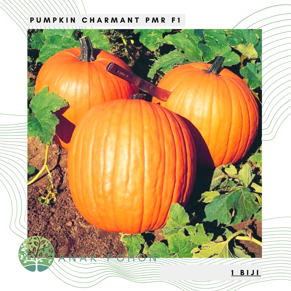 Benih Bibit Biji - Pumpkin Charmant PMR F1 (Berat Panen Hingga 6-8 kg) Seeds - IMPORT