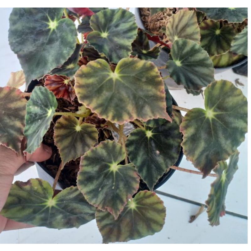 Tanaman Hias Begonia Tiger Rimbun