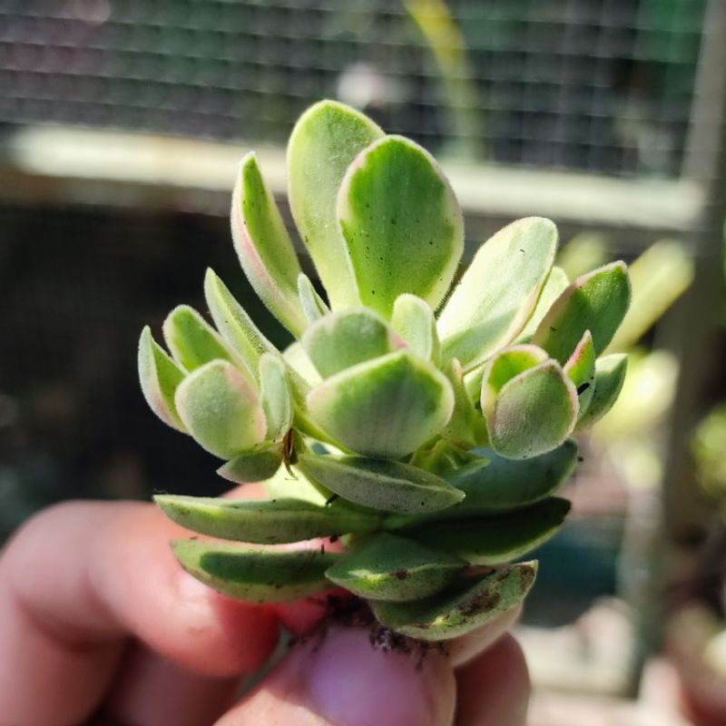 Sukulen Crassula Money Maker Variegata