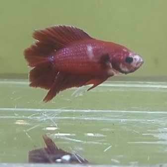 cupang plakat double tail super red/pkdt sr male