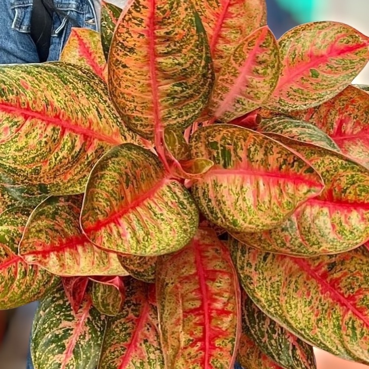 Aglonema Kendedes Tanaman Aglonema Aglaonema Hias Aglonema Murah Anakan Aglonema Bunga Aglonema Buka