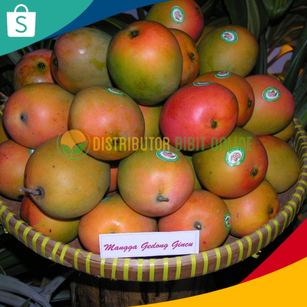 Bibit Mangga Gedong Gincu bibit okulasi majalengka