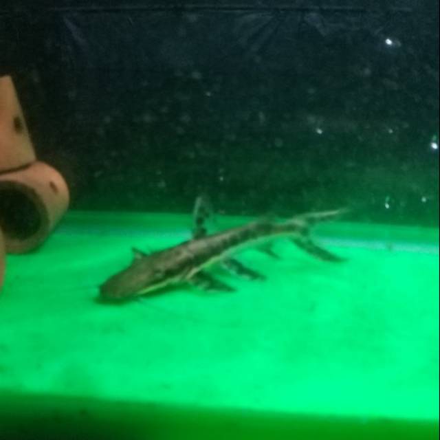 Ikan tiger catfish
