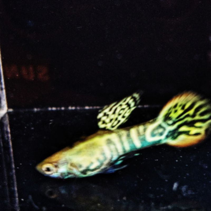 Blonde Endler Yellow Jacket Tiger berkualitas per pasang