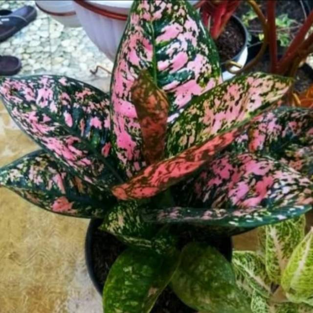Tanaman Hias Aglaonema Ruby Compacta