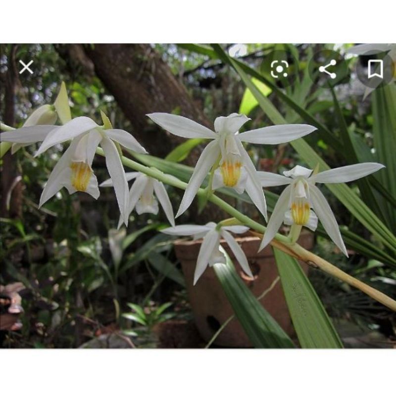 coelogyne foerstermanii