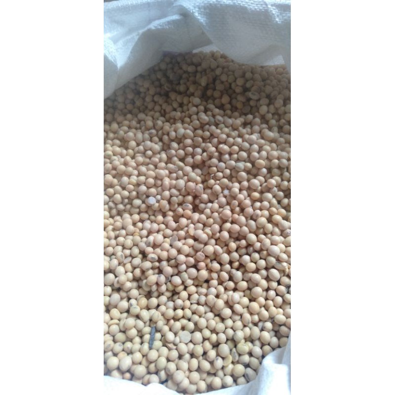 

Kacang Kedelai (1 KG)