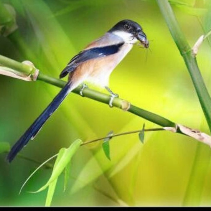 pentet bahan jawa timur pilihan jantan