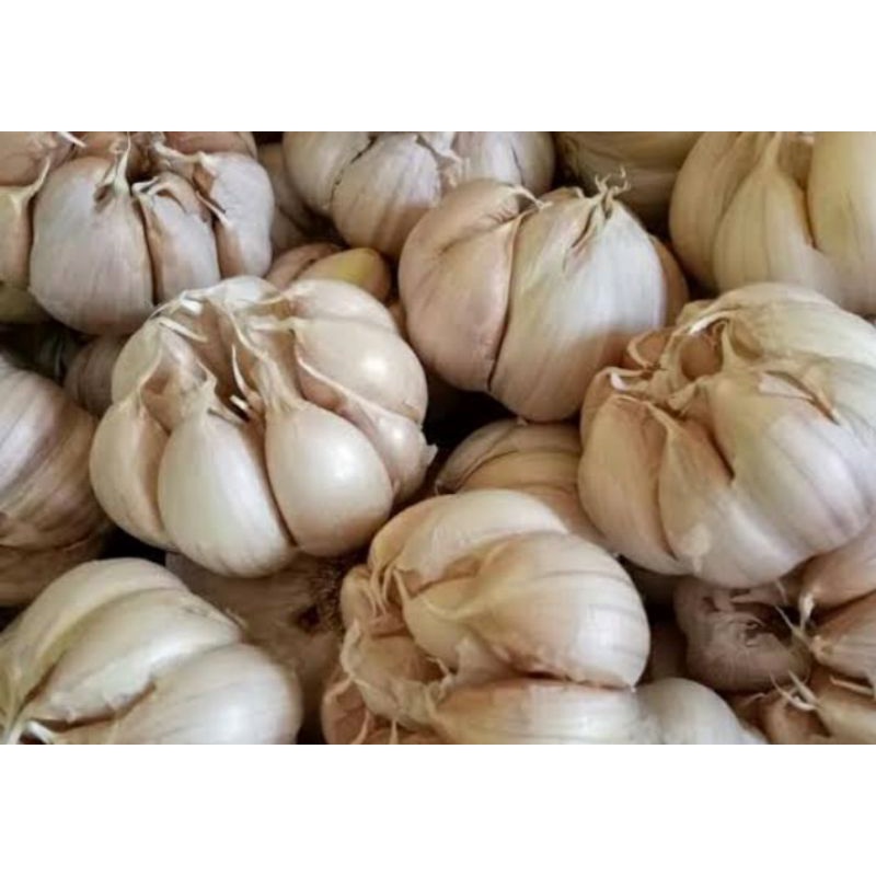 

bawang putih