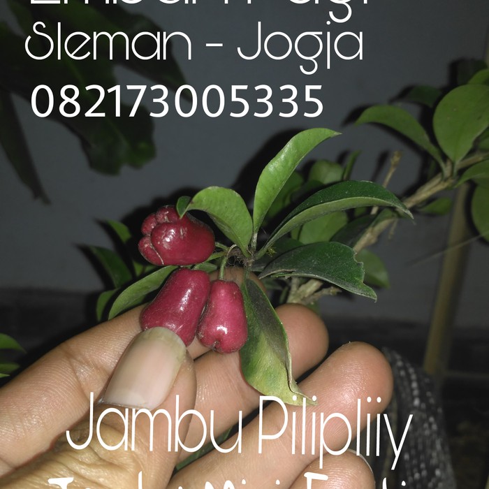 Bibit buah Jambu Mini Liliphilly langka - Bibit Buah