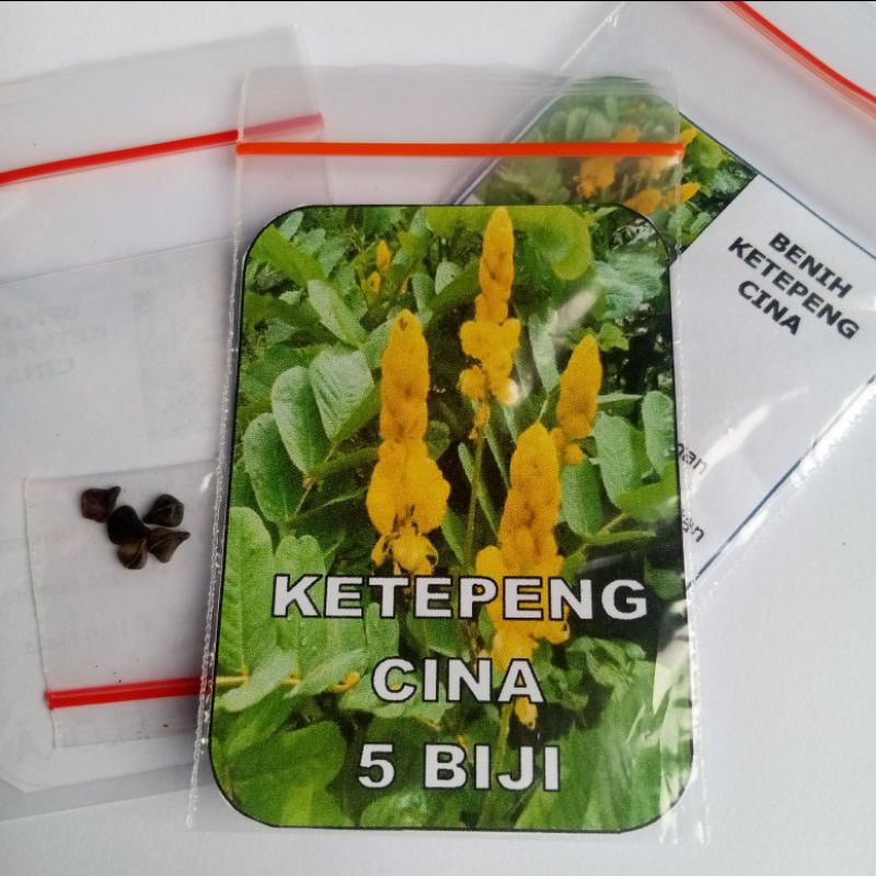 Biji Ketepeng Cina Benih Ketepeng Cina Siap Semai