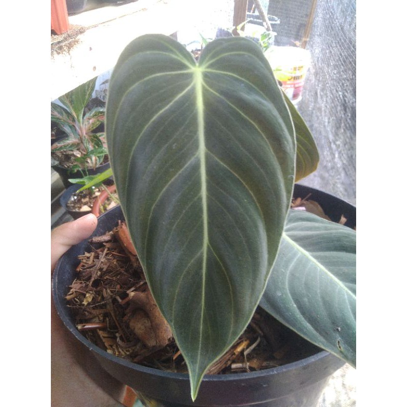 philodendron melano narrow