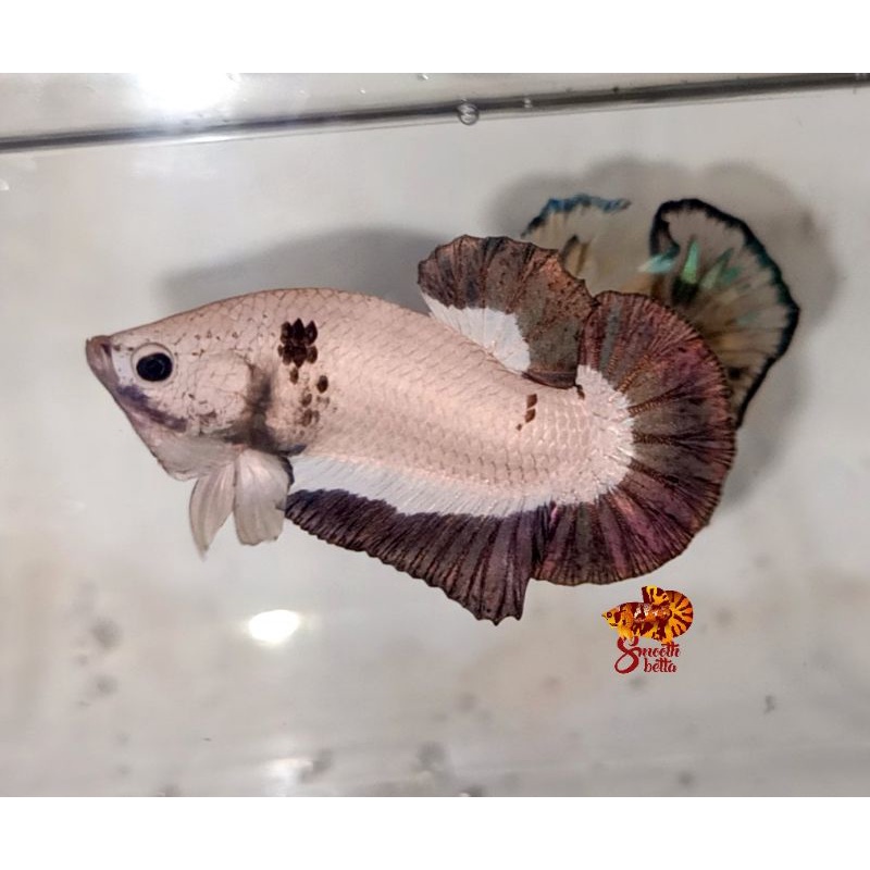 Copper rim / Gold rim / panda/ panda betta /blue rim