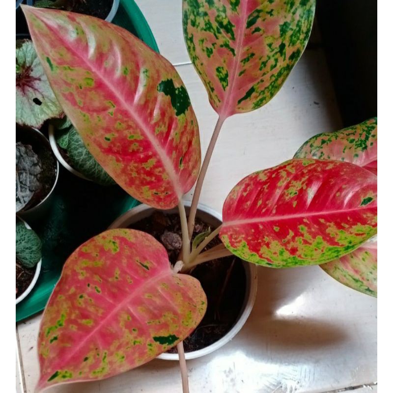 aglonema big roy mutasi