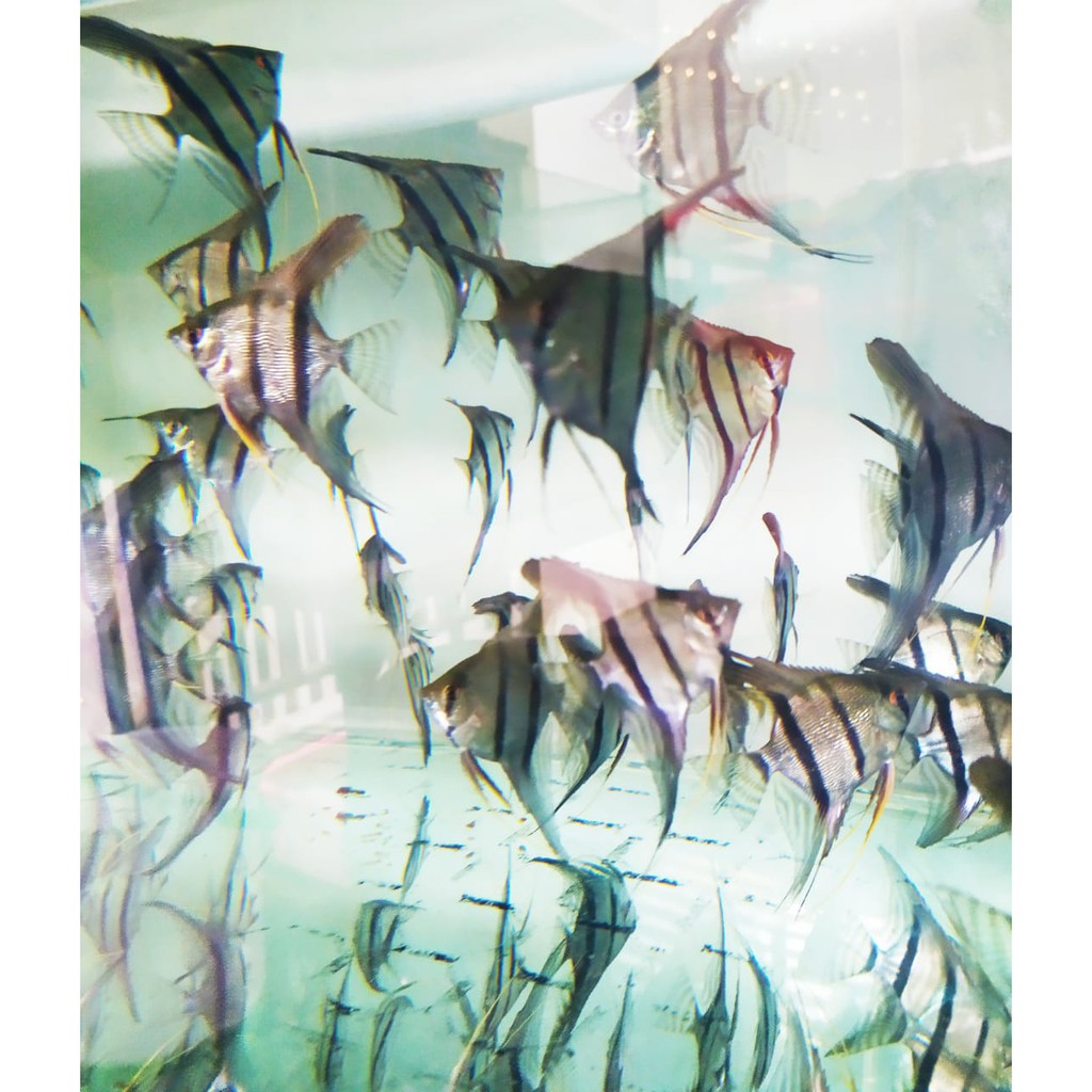 Ikan manfish altum peruvian ikan layang layang size XL
