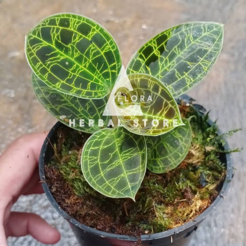 Jawel orchid I anggrek permata I tanaman hias anggrek permata hijau I jawel orchid hijau I hiasan ta