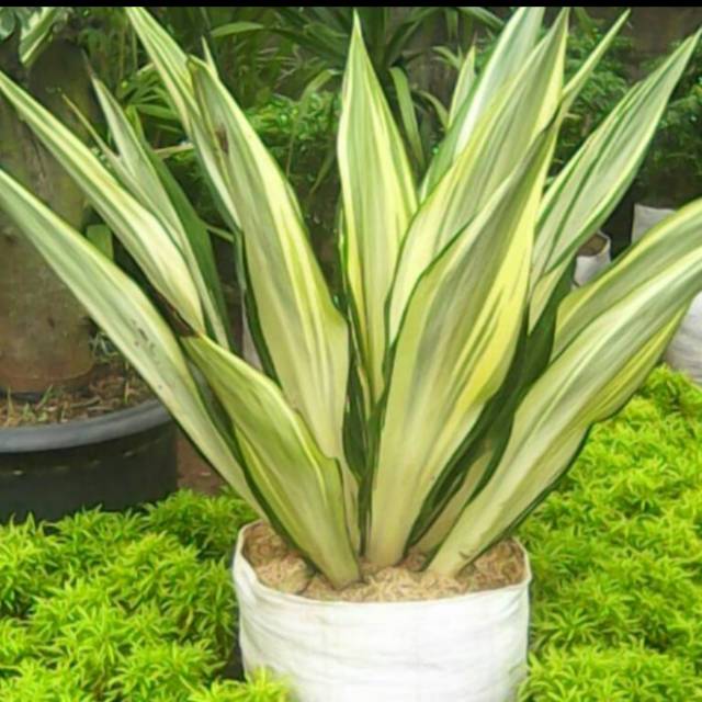Tanaman Hias agave sensivera varigata