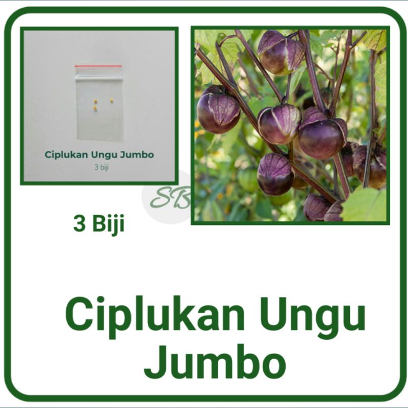 3 Benih ciplukan ungu bibit ciplukan jumbo