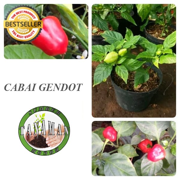 BIBIT POHON TANAMAN BUAH CABAI GENDOT