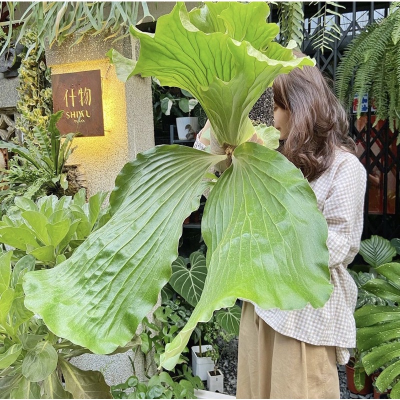baby platycerium elephantotis / simbar gajah