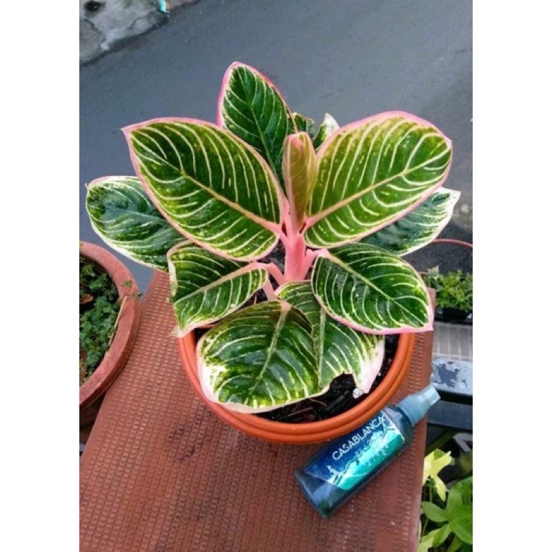 Terbaru bonggol aglonema minions