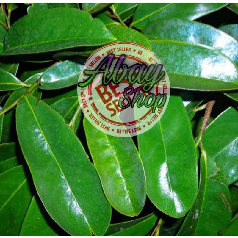 

Daun sirsak segar / nangka walanda ( 100 Lembar)