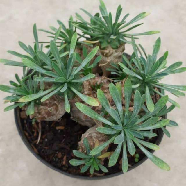 Euphorbia japonica cluster