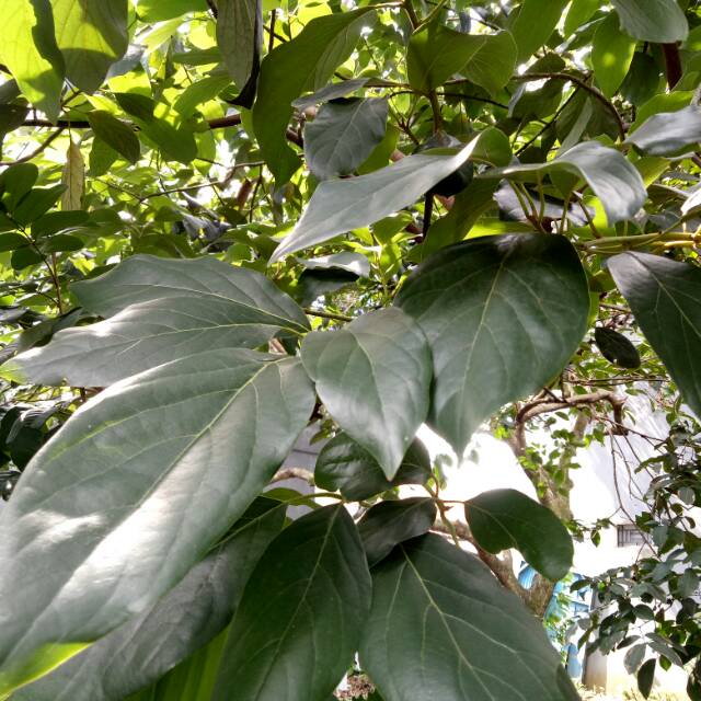 

Daun Alpukat Segar (isi 35 lembar)