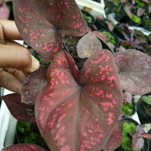 Caladium Keladi hias Seven Luck