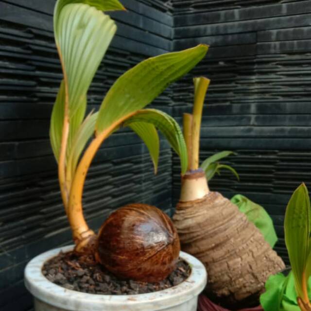 Tanaman Bonsai Kelapa Gading  orange kuning Hias indoor 