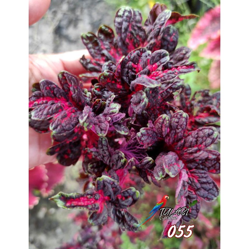 Miana / Miana Sultan / Coleus / 055 / Herbal Miana / Stek / Akar