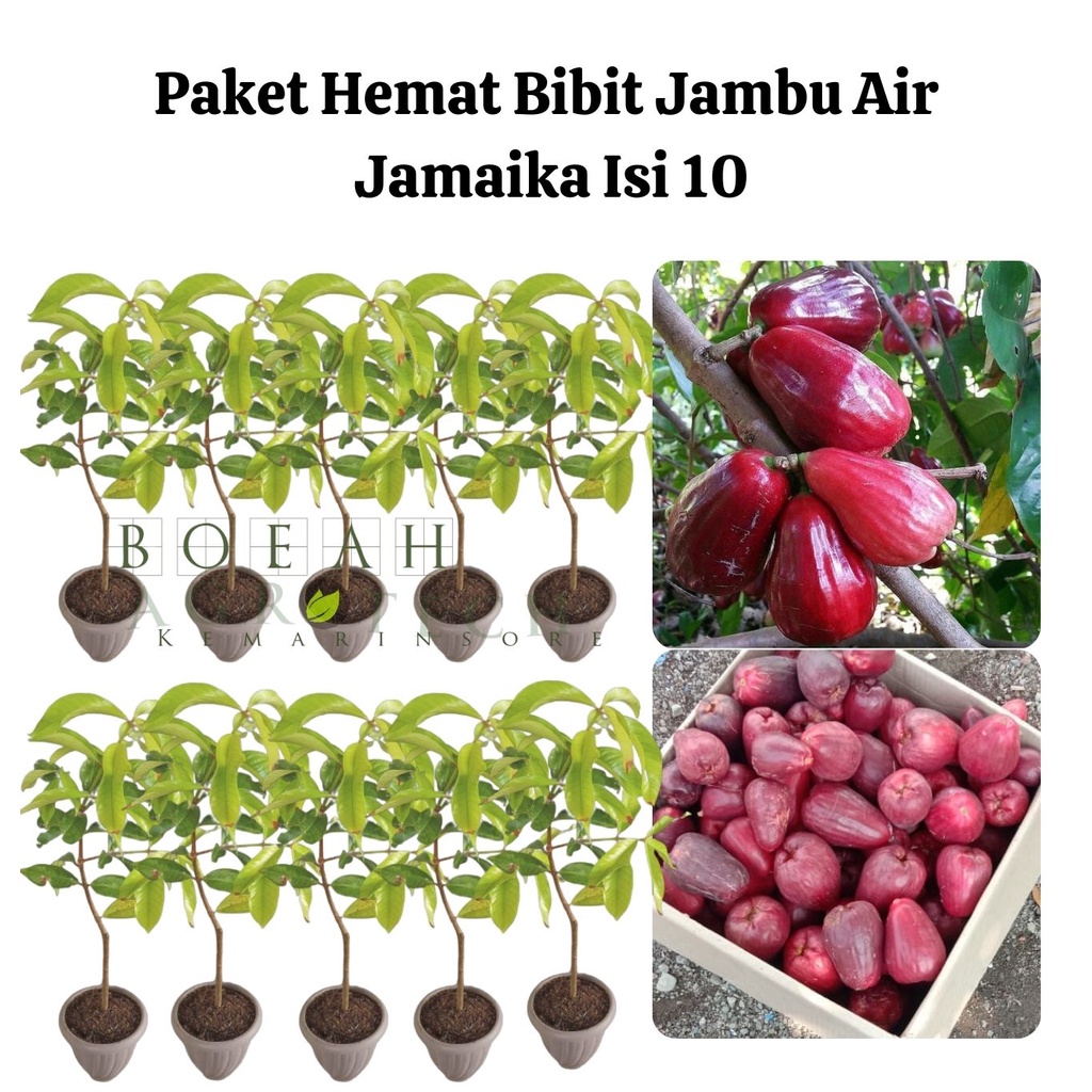 Paket Hemat Bibit Jambu Air Jamaika Okulasi Isi 10 Bonus Bibit Strawberry+Polibag