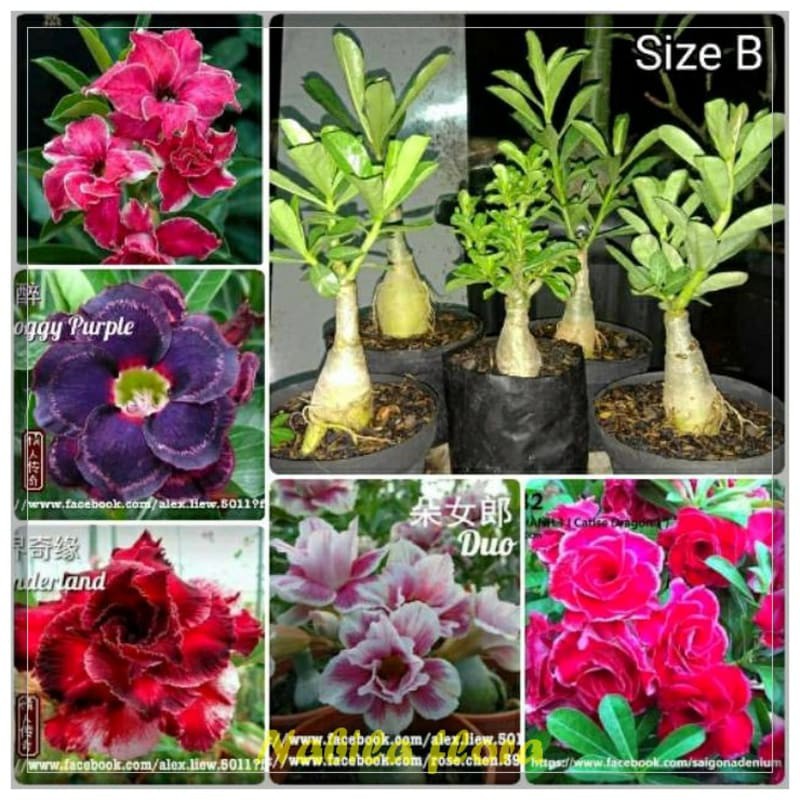 Paket 5 adenium kamboja jepang bebas pilih warna bunga murah