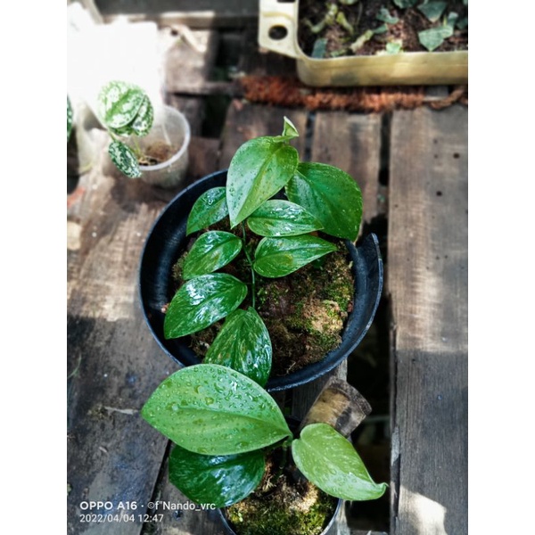 tanaman hias scindapsus varigata murah