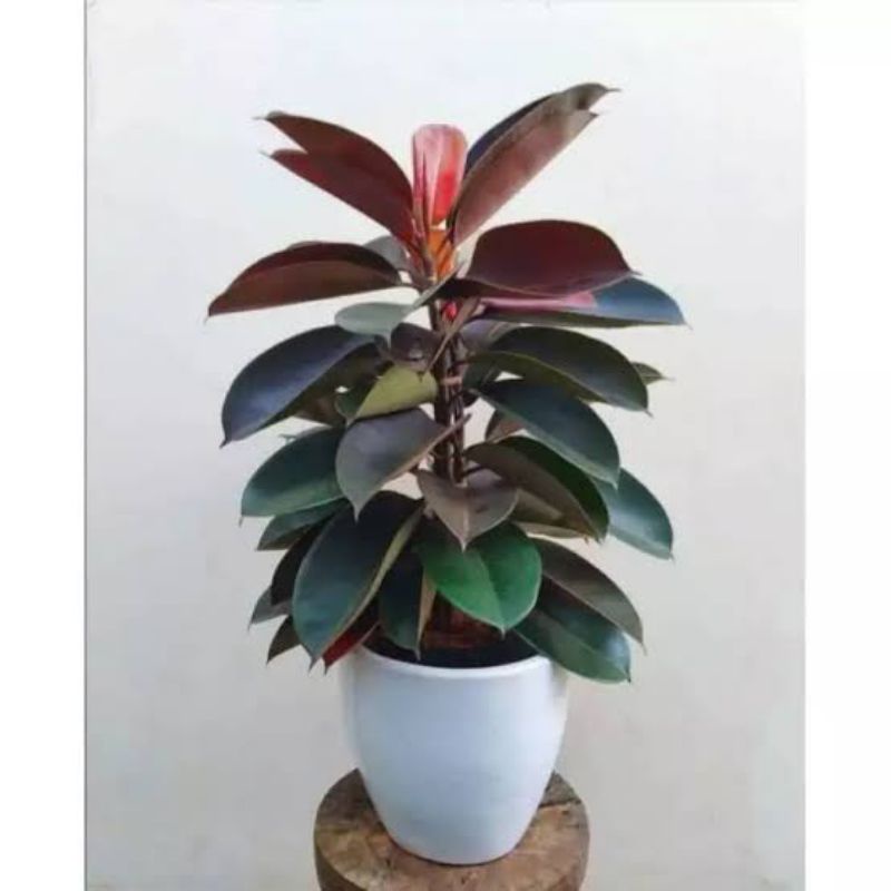 Karet Kebo Merah / Karet Kebo Burgundy / Ficus Elastica ( Tanaman Indoor) - Obat Sakit Stroke