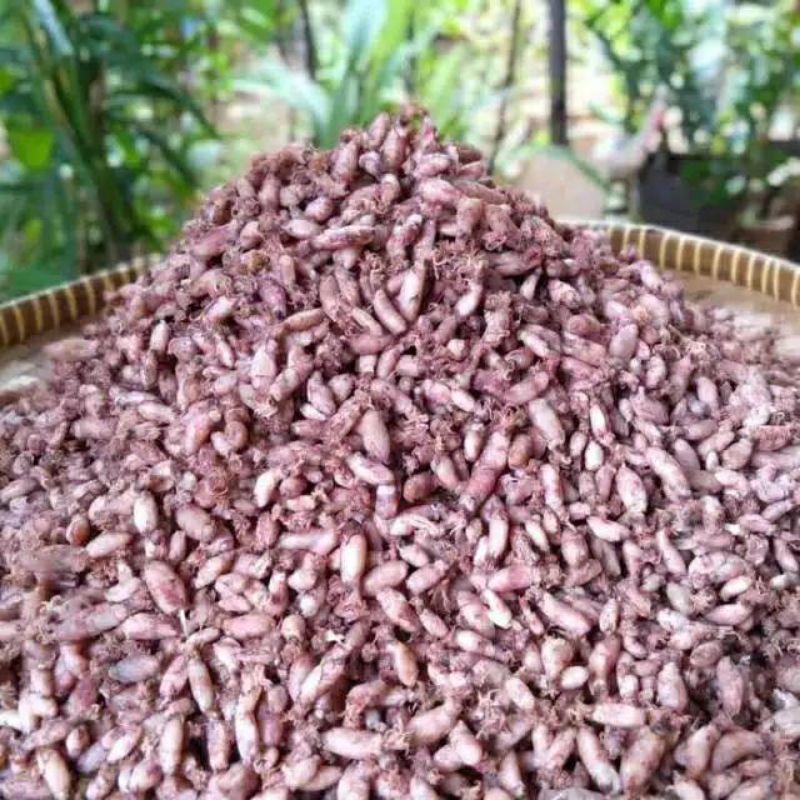 

baby cumi tanjung balai asahan 1 kg