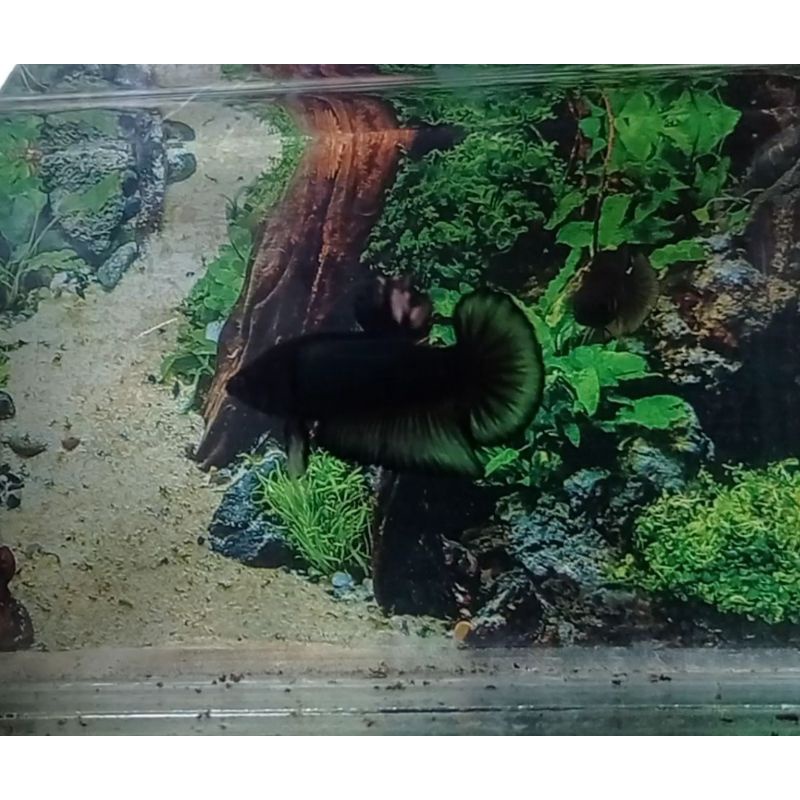 1 pair avatar kuncop