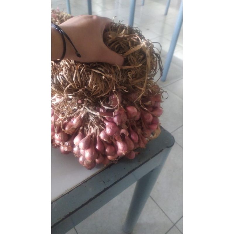 bibit bawang merah asli brebes (Bima)