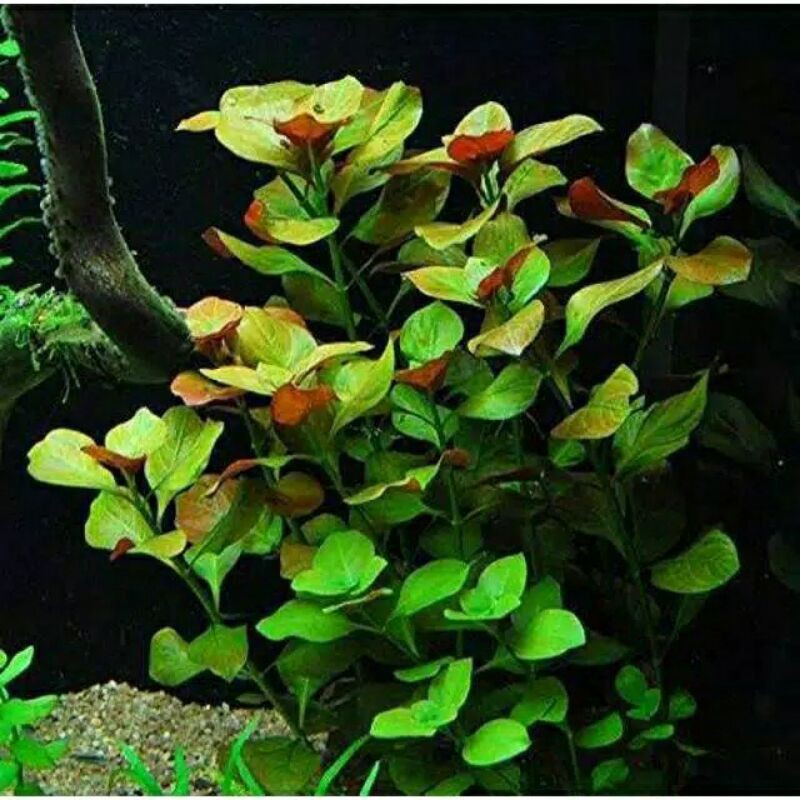 Ludwigia Repens ( Tanaman Aquascape Tumbuhan Air Hiasan Aquarium Hidup )