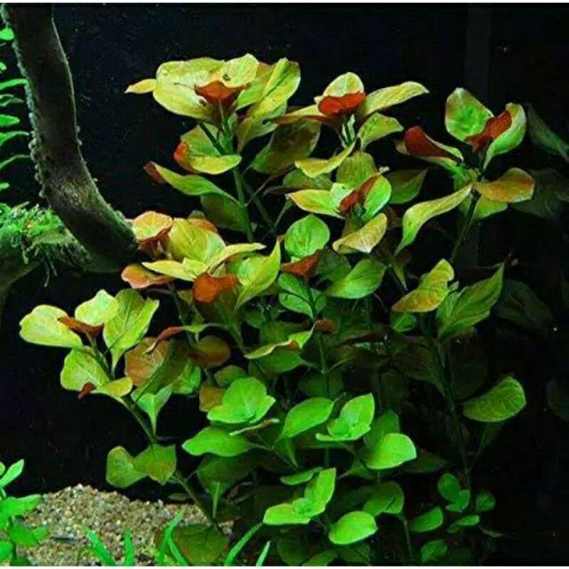 Ludwigia Repens ( Tanaman Aquascape Tanpa Co2 )