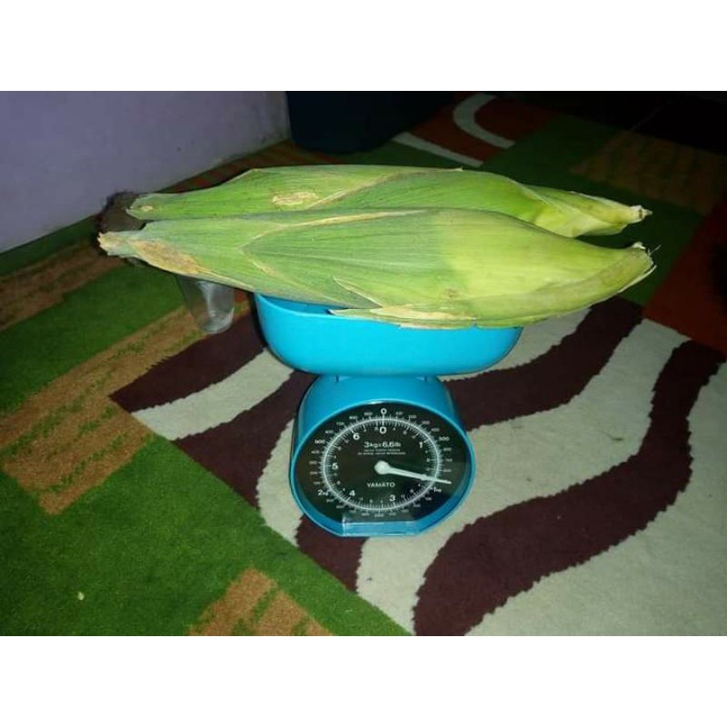 Jagung Manis Hibrida Talenta 250gr