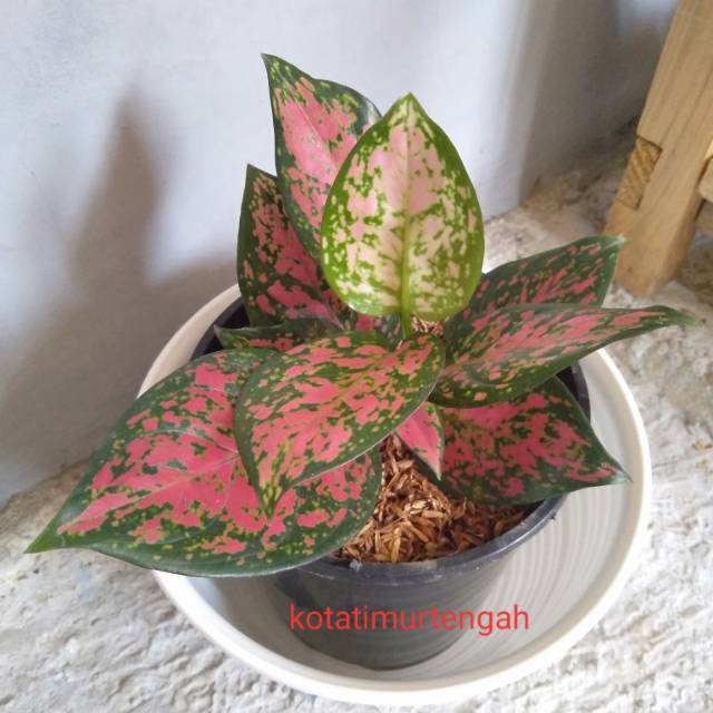 Grosir Aglonema dut anjamani