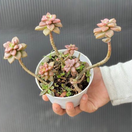 Sukulen Bronze Bonsai