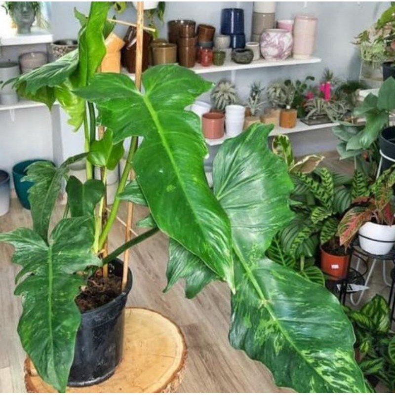 Tanaman philodendron Dragon varigata