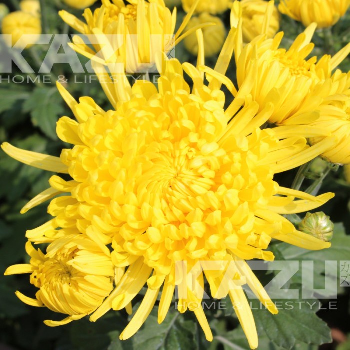 

Teh-Daun- Golden Chrysanthemum Flower Tea Teh Bunga Kembang Dried Krisan Emas -Daun-Teh 800 Teh-