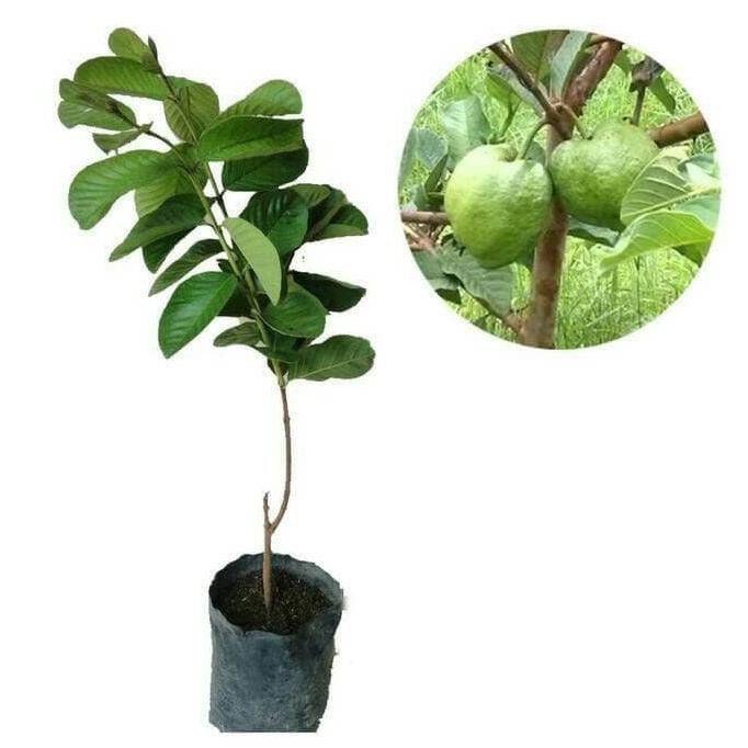 ESC SEDIA 3 BIBIT JAMBU KRISTAL TAIWAN TANPA BIJI/ BIBIT /BIJI / BENIH C@R