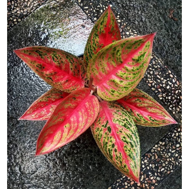 AGLONEMA LEGACY/TANAMAN HIAS LEGACY MERAH/LEGACY MURAH/LEGASI TULANG MERAH