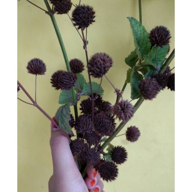 Bunga Marigold dried rustic properti dekorasi mahar
