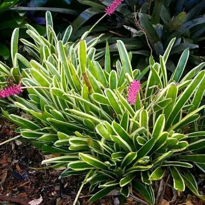 tanaman hias bromelia varigata